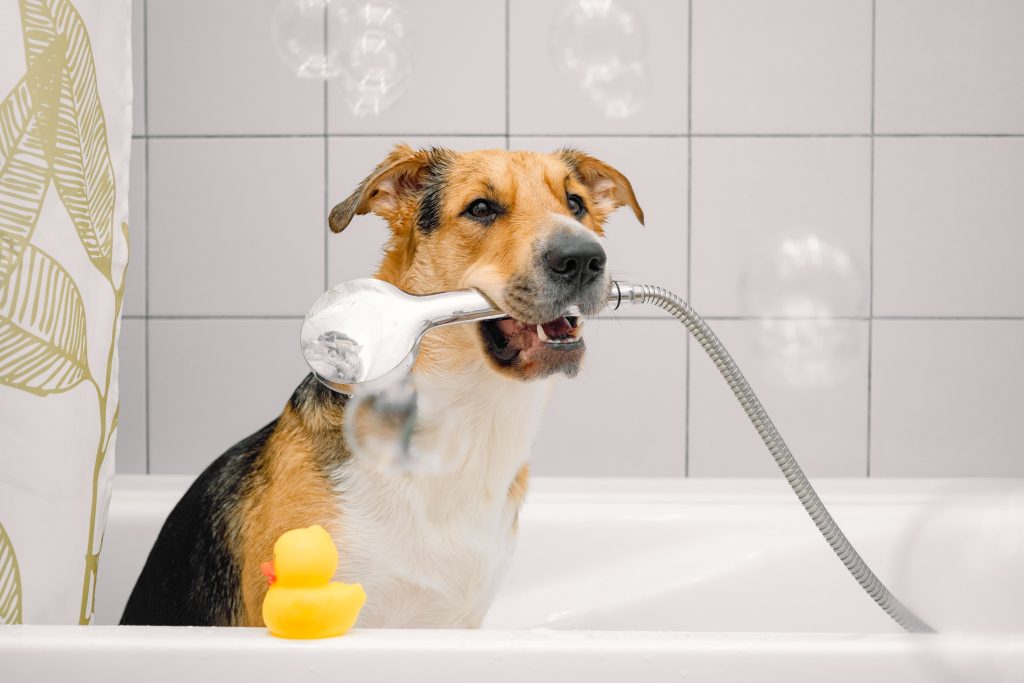 cute dog showering